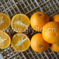 Norme exportée chinoise Fresh Valencia Orange